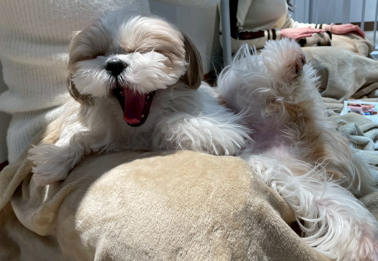 必ず触れ合える犬カフェ